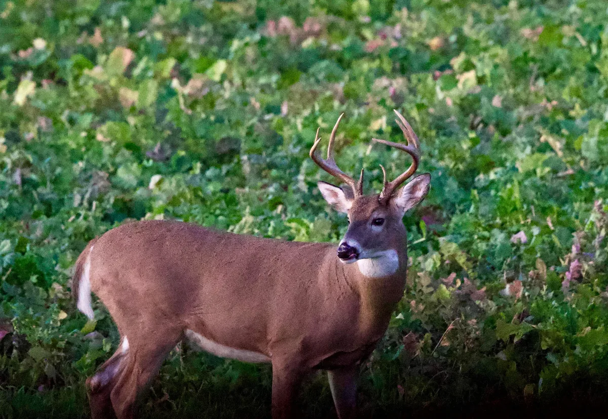 A whitetail buck with a full rack standing alert in a leafy green field